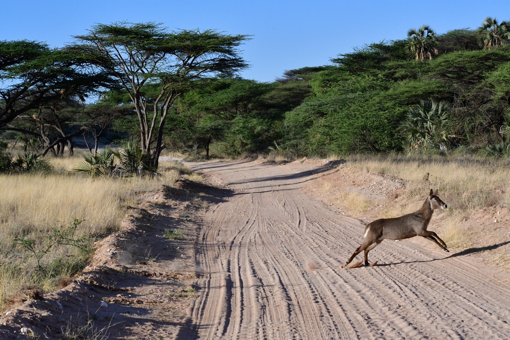 Samburu Nat. Resserve